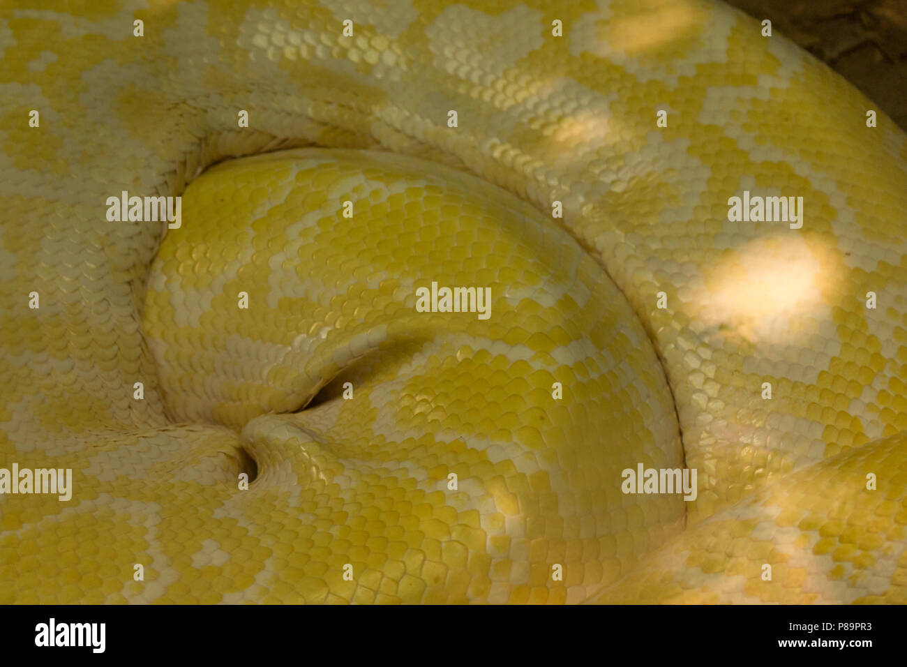 Albino Python è uno dei cinque più grandi specie di serpenti nel mondo. È nativo in una grande area di tropicale a sud e sud-est asiatico. Essi sono Foto Stock