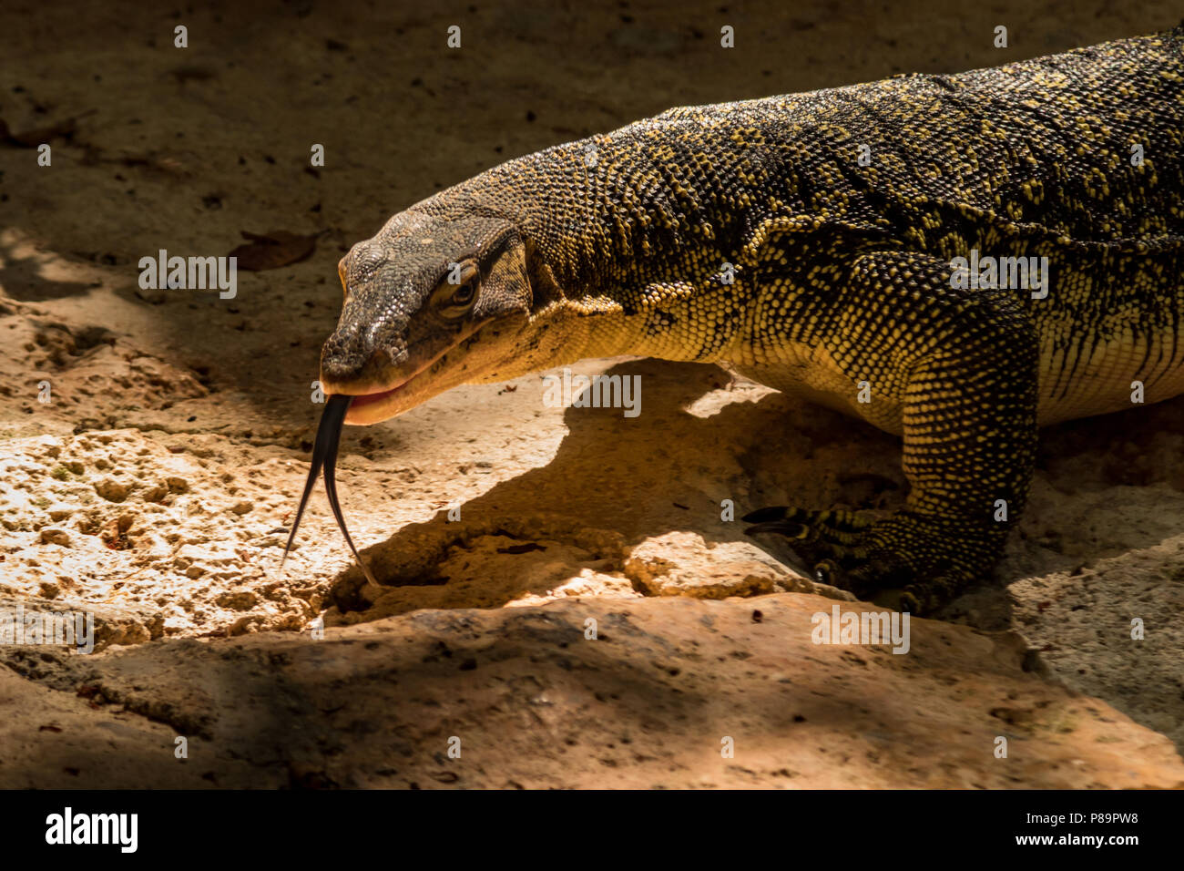 Varanus salvator, comunemente noto come il monitor di acqua o acqua comune monitor, è una grande lucertola originaria del Sud e del sud-est asiatico. Recenti studi ha Foto Stock