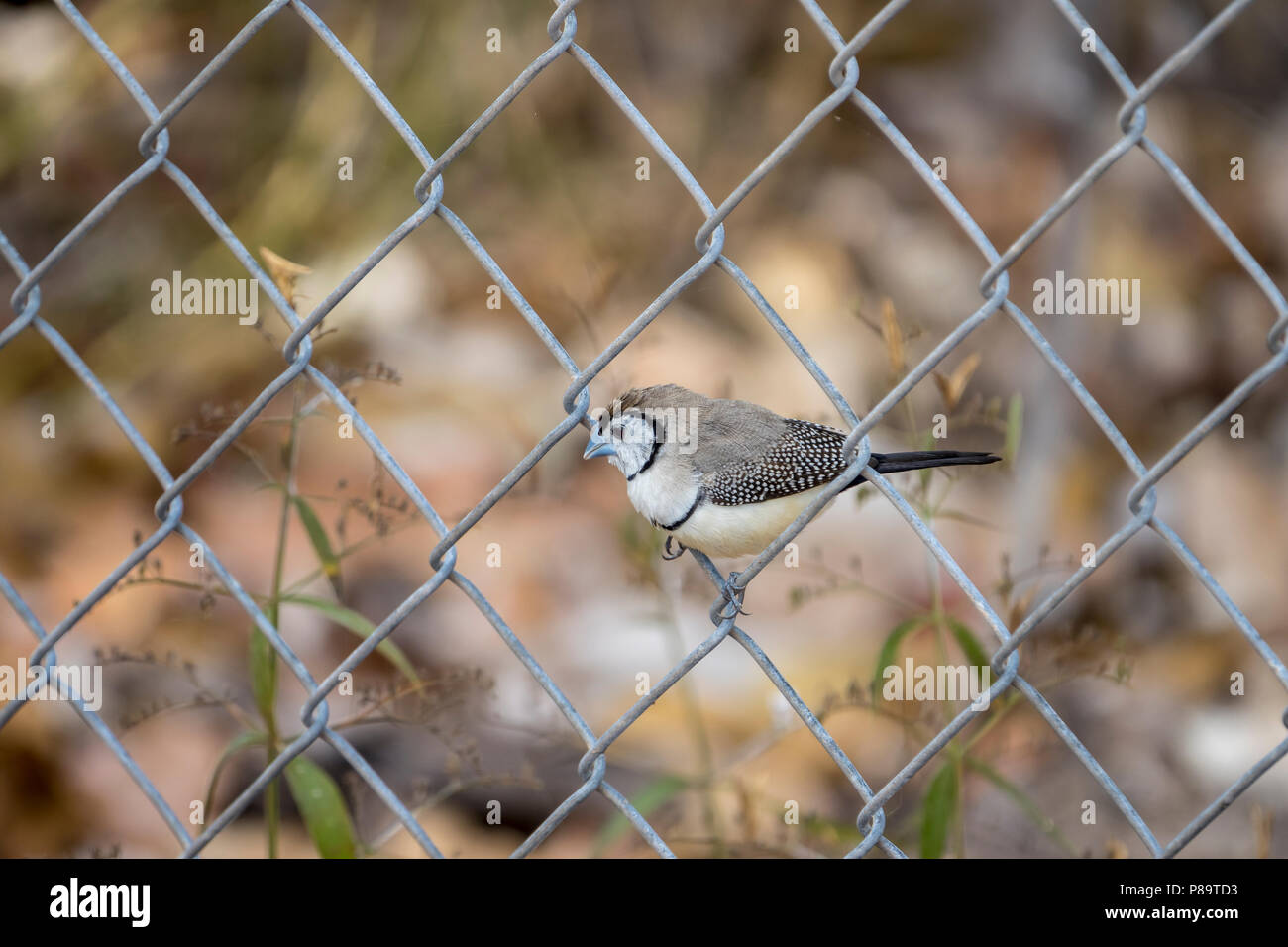 Fare doppio sbarrate finch a East Point Reserve, Darwin, Territorio del Nord, l'Australia Foto Stock