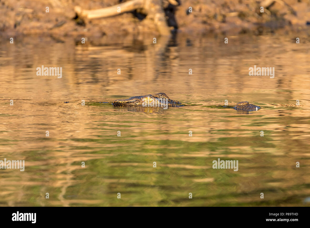 Coccodrillo di acqua salata in Corroboree Billabong, Mary River zone umide, Territorio del Nord Foto Stock