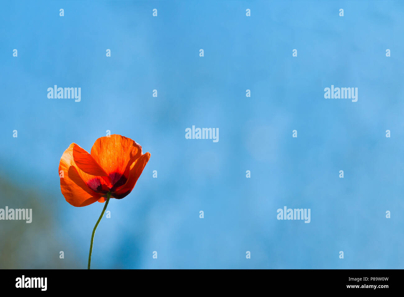 Unico fiore di papavero vibrante contro il cielo blu, sfondo Foto Stock