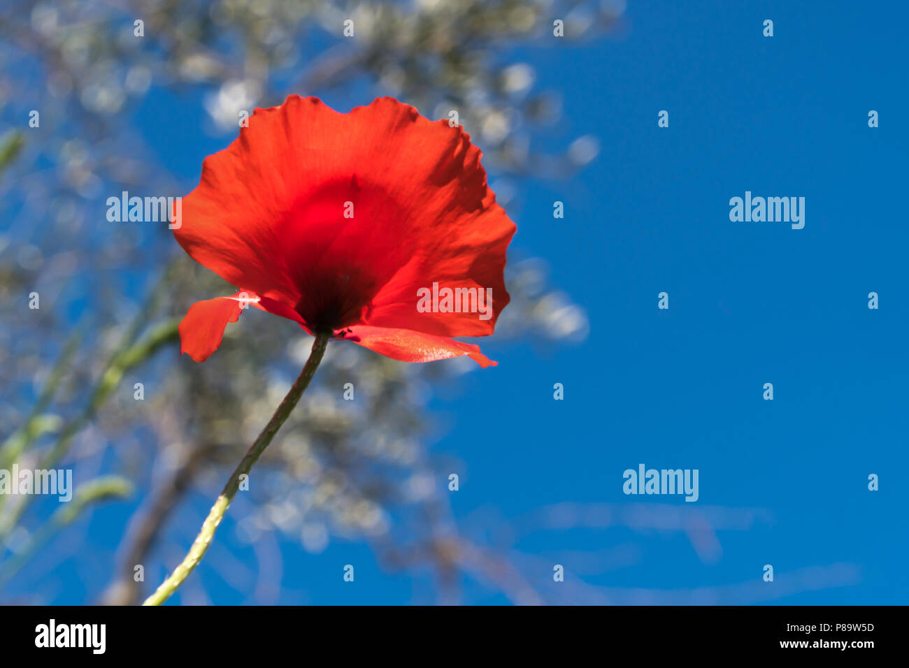 Profondo cielo blu con un singolo papavero rosso fiore, serrati Foto Stock