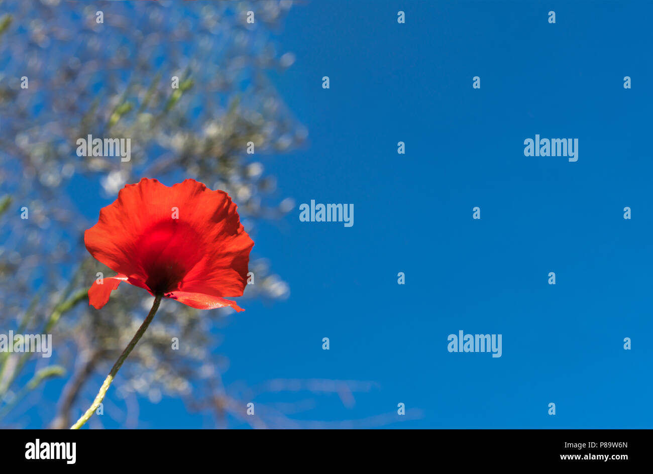 Profondo cielo blu con un singolo papavero rosso fiore, sfondo Foto Stock