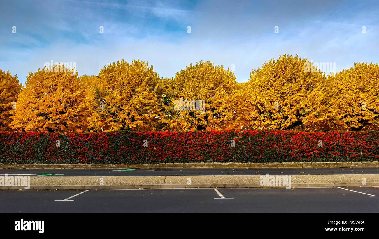 Scatto panoramico di un parcheggio vuoto con fiori rossi e alberi gialli Foto Stock