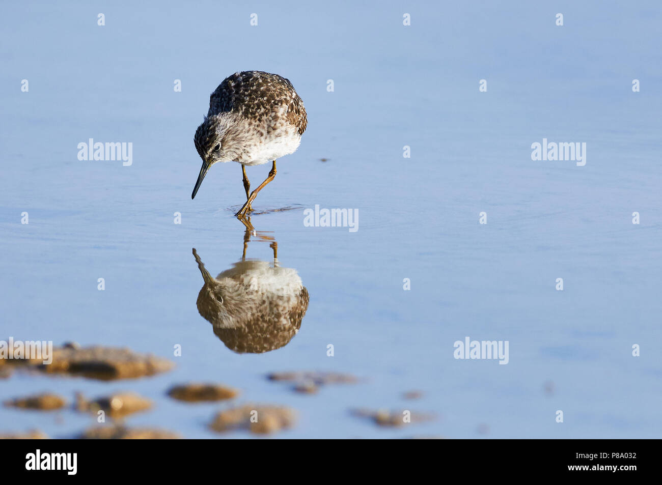 Wood sandpiper (Tringa glareola) caccia in zone umide di Estanyets de Can Marroig (Parco Naturale di Ses Salines, Formentera, isole Baleari, Spagna) Foto Stock