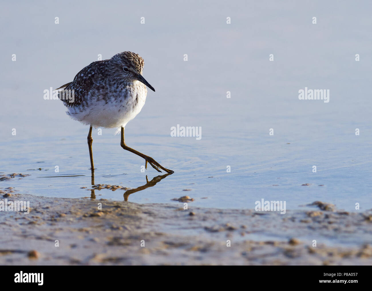 Wood sandpiper (Tringa glareola) caccia in zone umide di Estanyets de Can Marroig (Parco Naturale di Ses Salines, Formentera, isole Baleari, Spagna) Foto Stock