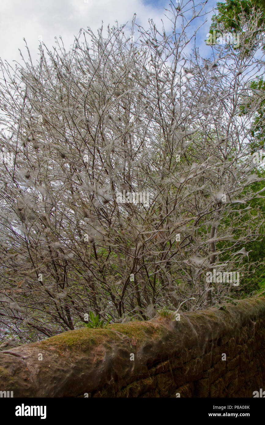 Bird-cherry Ermellino Moth i bruchi in web su albero Foto Stock