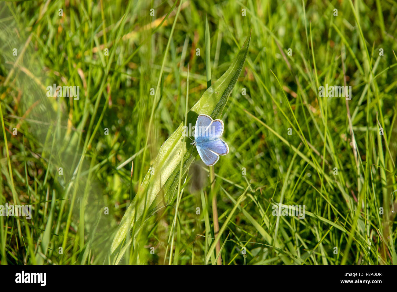 Comune di farfalle blu sulla levetta di erba Foto Stock