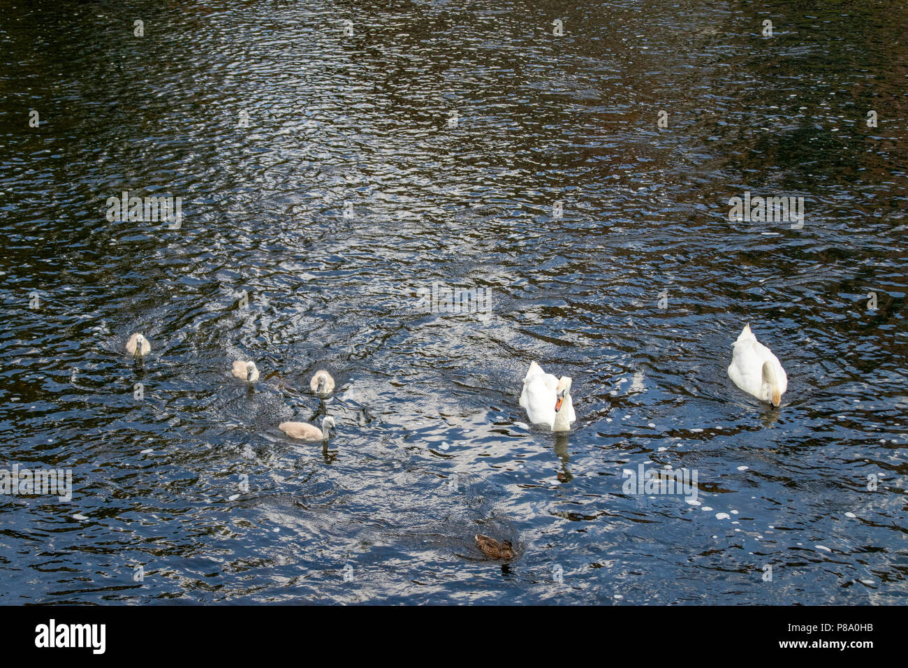 Cigni con cygnets sul fiume usura Foto Stock