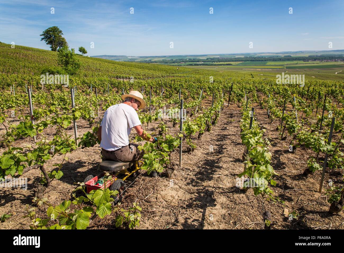 CHAMPAGNE, (51) MARNE, GRAND EST REGIONE, Francia Foto Stock