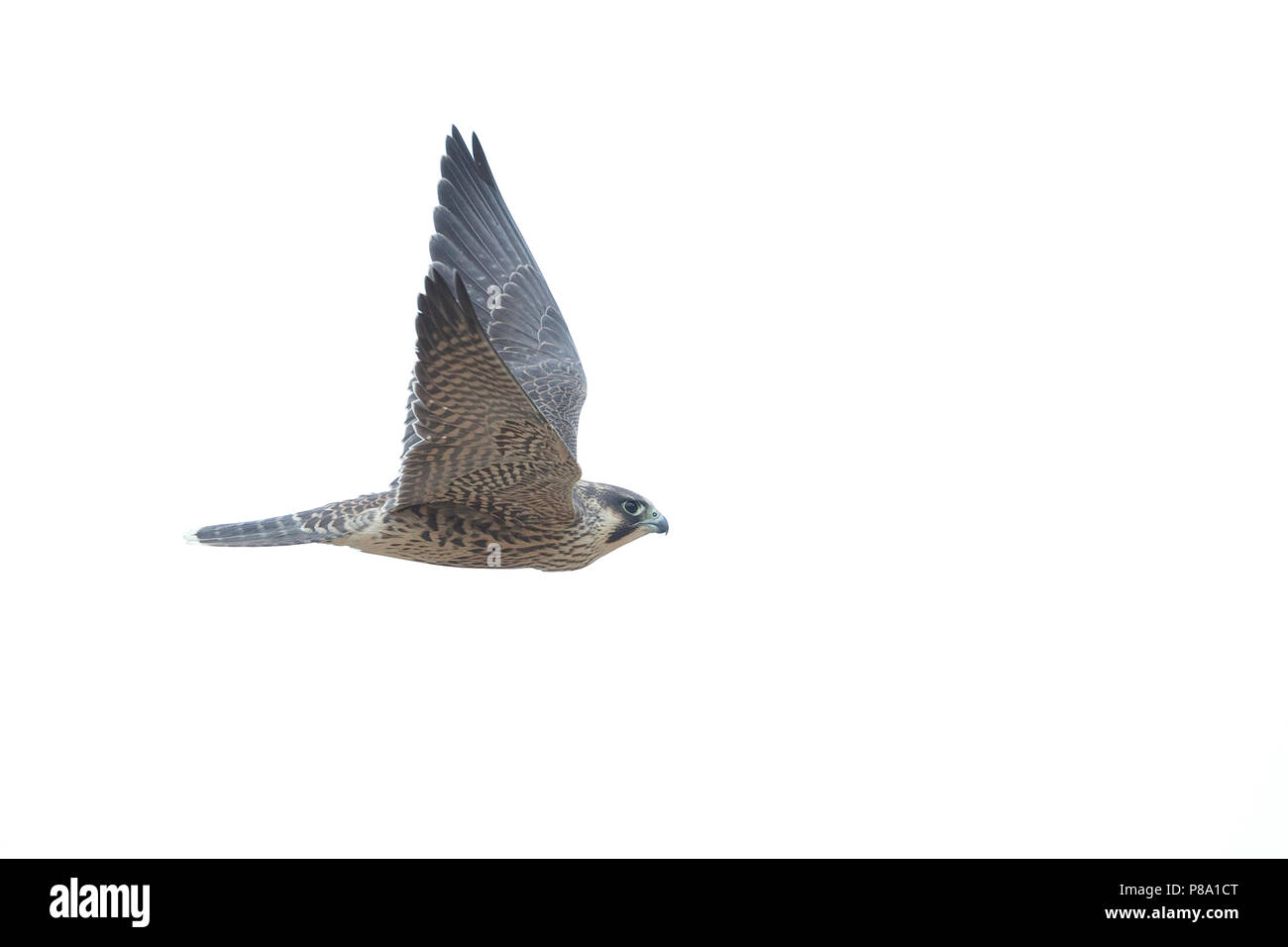 Falco pellegrino (Falco peregrinus) Foto Stock