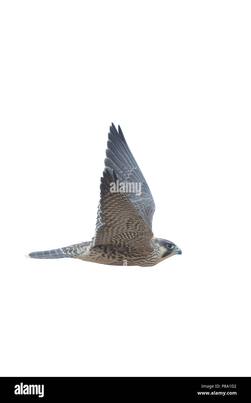 Falco pellegrino (Falco peregrinus) Foto Stock