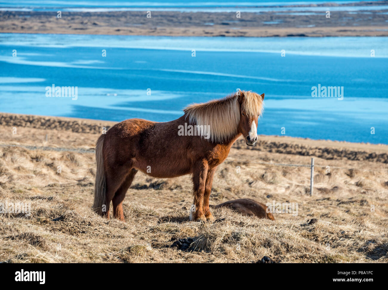 Cavallo islandese (Equus przewalskii f. caballus) dal mare, penisola di Vatnsnes, Norðurland vestra, Nord Islanda Islanda Foto Stock
