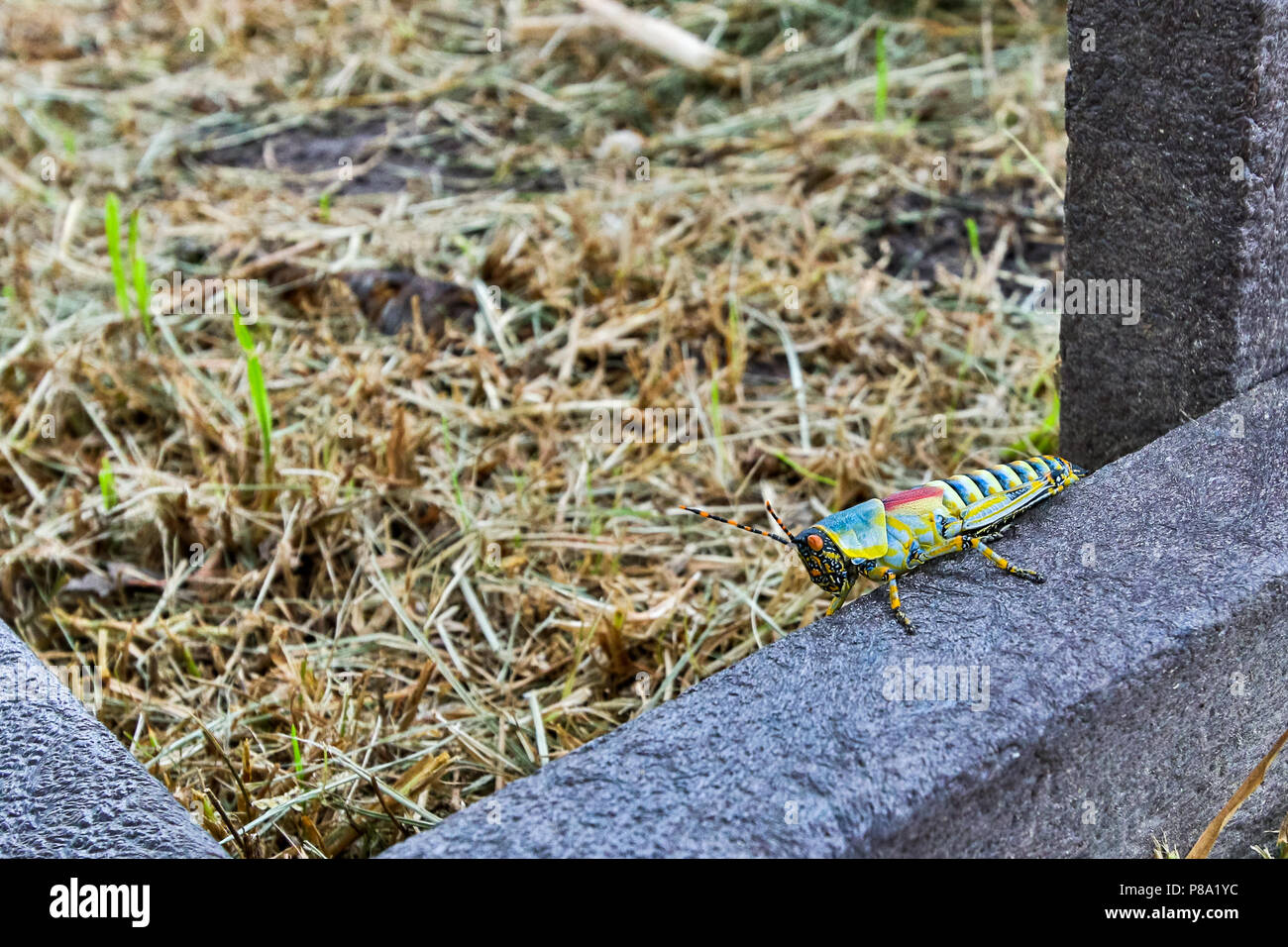 Colorato insetto locust seduta su una panchina nel campo Foto Stock