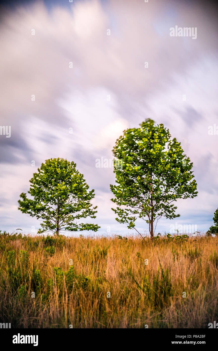 Due alberi di supporto a distanza in questa immagine di panorama realizzato come una lunga esposizione. Foto Stock