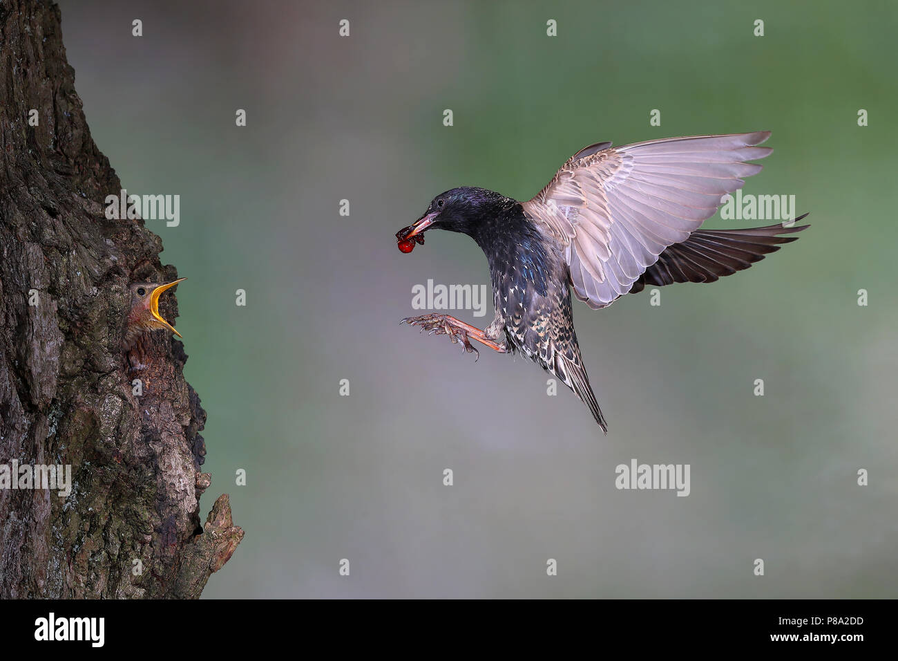 Unione starling (Sturnus vulgaris), old bird con cherry nel suo becco in avvicinamento alla grotta di nidificazione nella struttura ad albero, giovane uccello Foto Stock