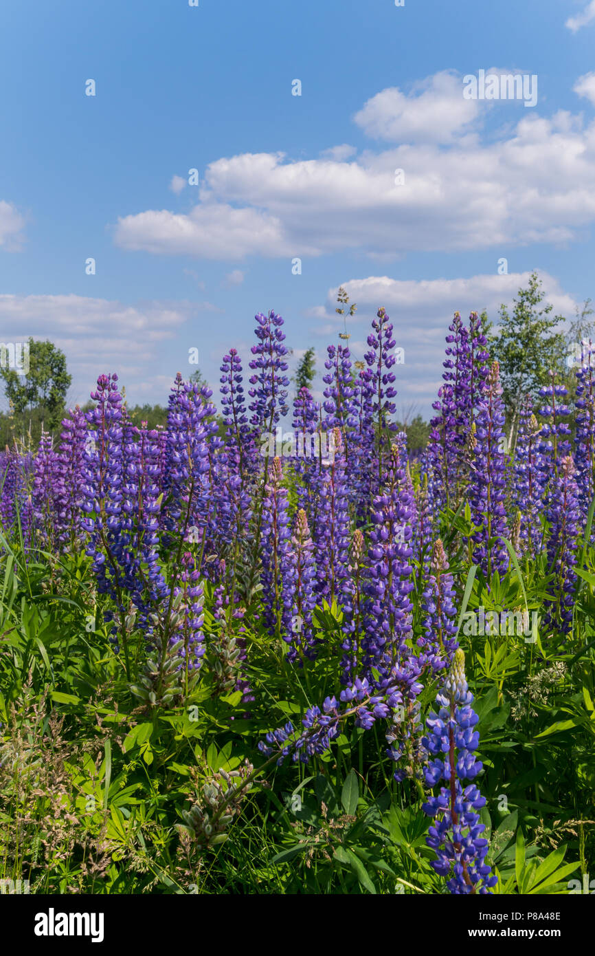 Un campo di porpora brillante verbena fiori con un chiaro cielo blu sul retro. Un profumo inebriante attrae persone e animali . Per il vostro design Foto Stock