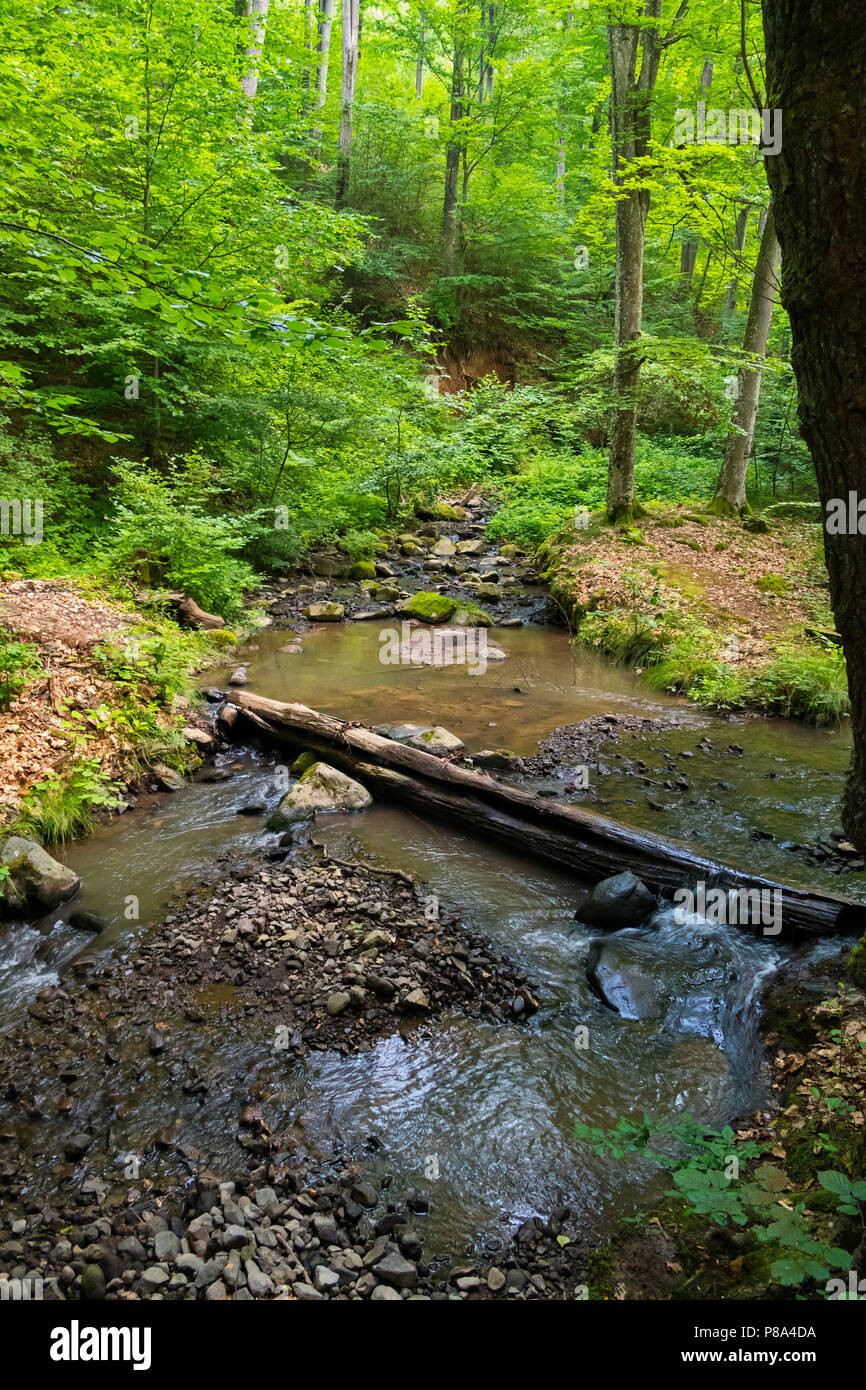 Una foresta poco profonda sorgente con pietre e una diga nella forma di un registro di caduti . Per il vostro design Foto Stock