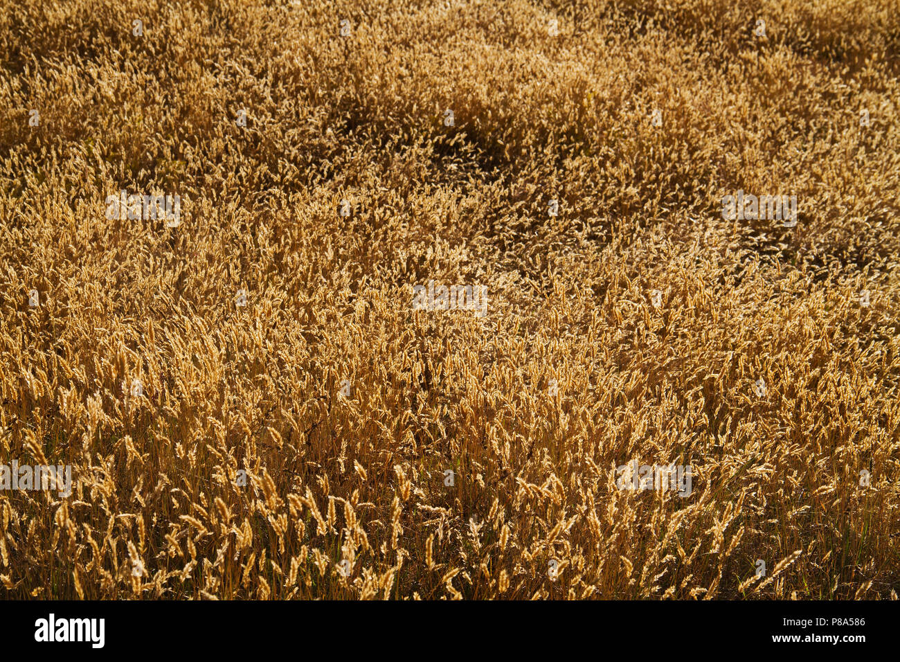 Campo ondulata di zone aride, marrone e sbiadita erba, principalmente dolce erba primaverile, anche noto come erba di bufala Foto Stock Campo ondulata di zone aride, marrone e sbiadita erba, principalmente dolce erba primaverile, anche noto come erba di bufala Foto Stock