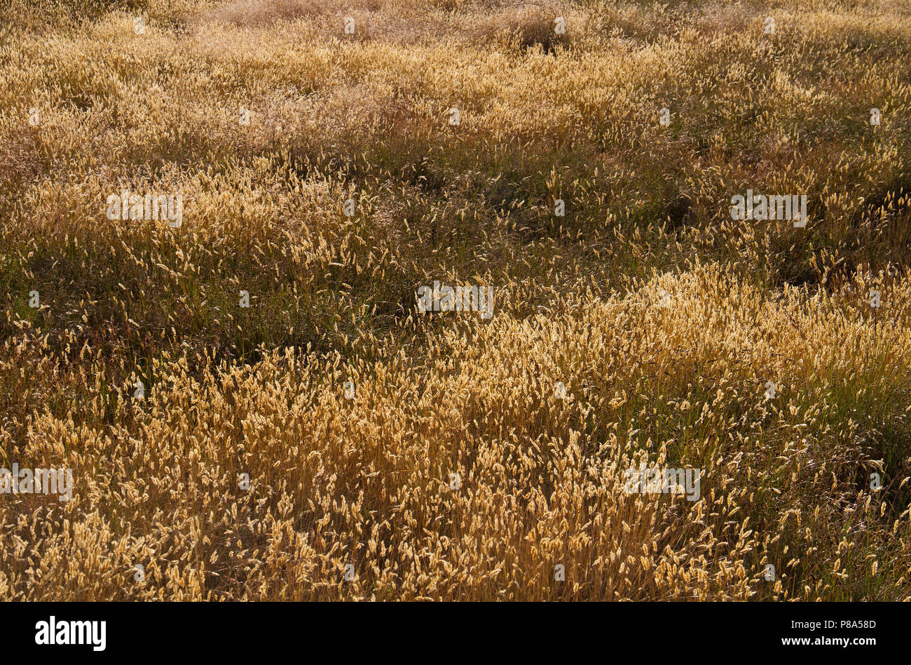 Campo ondulata di zone aride, marrone e sbiadita erba, principalmente dolce erba primaverile, anche noto come erba di bufala Foto Stock