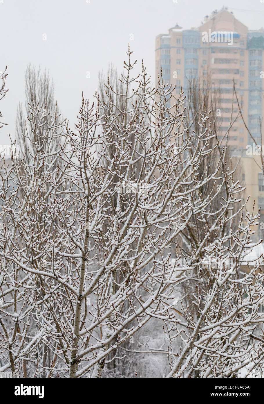 Coperto di neve e rami di alberi contro lo sfondo di un multi-storey house e un cielo grigio . Per il vostro design Foto Stock