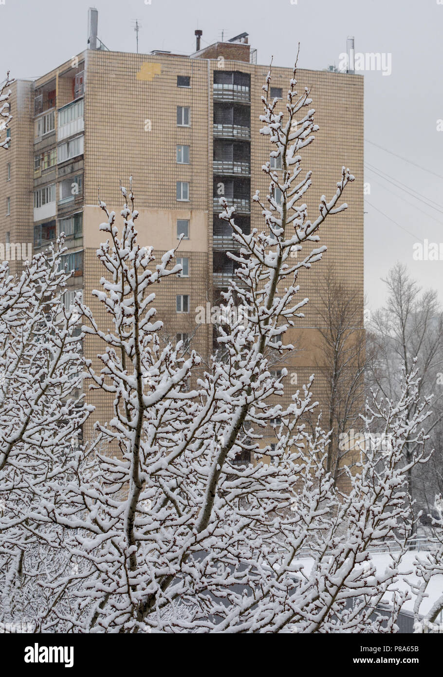 Coperte di neve albero contro lo sfondo di un alto house . Per il vostro design Foto Stock