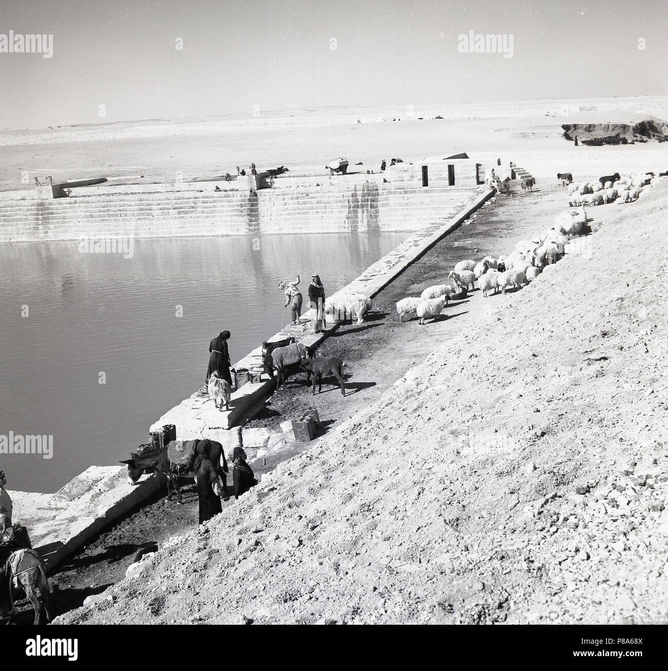 1950 anni, storici, all'esterno in un'arida area desertica, gli allevatori di pecore beduini con il loro bestiame in un serbatoio d'acqua, in Giordania. I beduini, noti anche come Beduin o Bedu, sono tribù arabe nomadi che hanno vissuto storicamente nelle aree desertiche della penisola arabica e nelle terre circostanti. Foto Stock