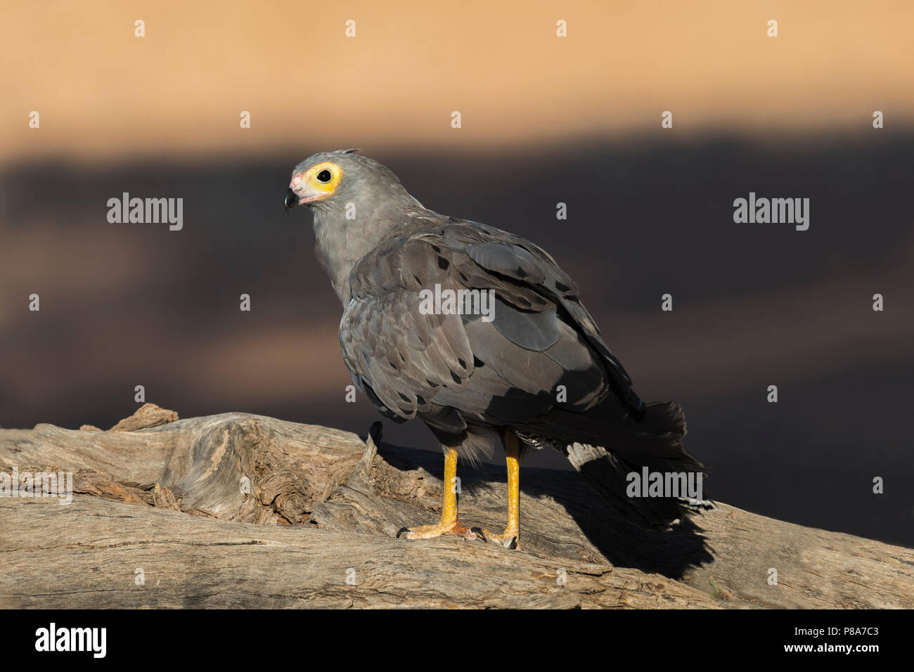 African harrier-hawk (gymnogene) (Polyboroides typus), Kgalagadi parco transfrontaliero, Sud Africa Foto Stock