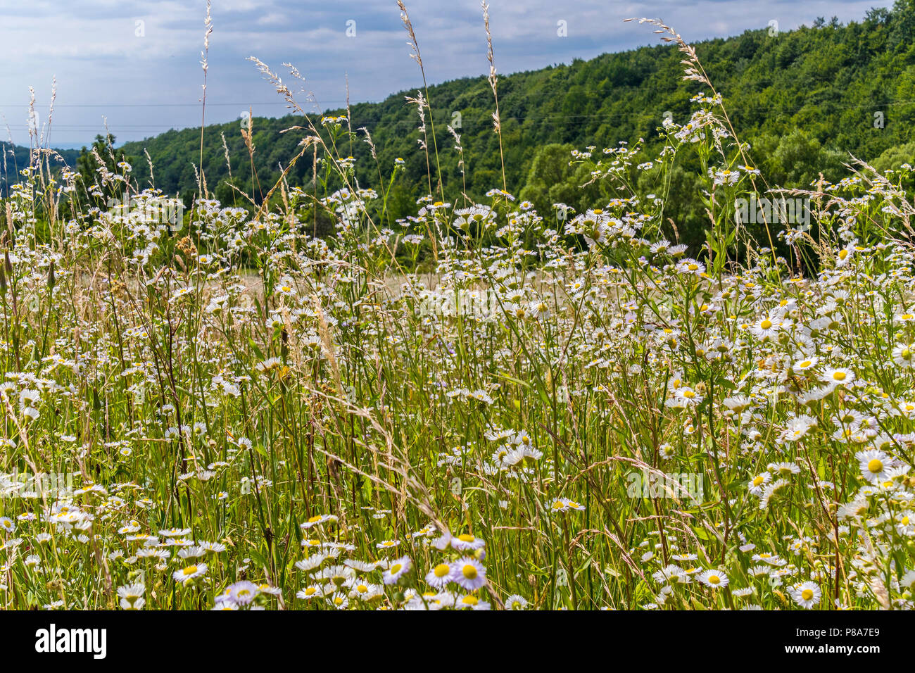 Campo della fioritura in giallo e bianco margherite. La camomilla è un ottimo impianto di medicinali . Per il vostro design Foto Stock