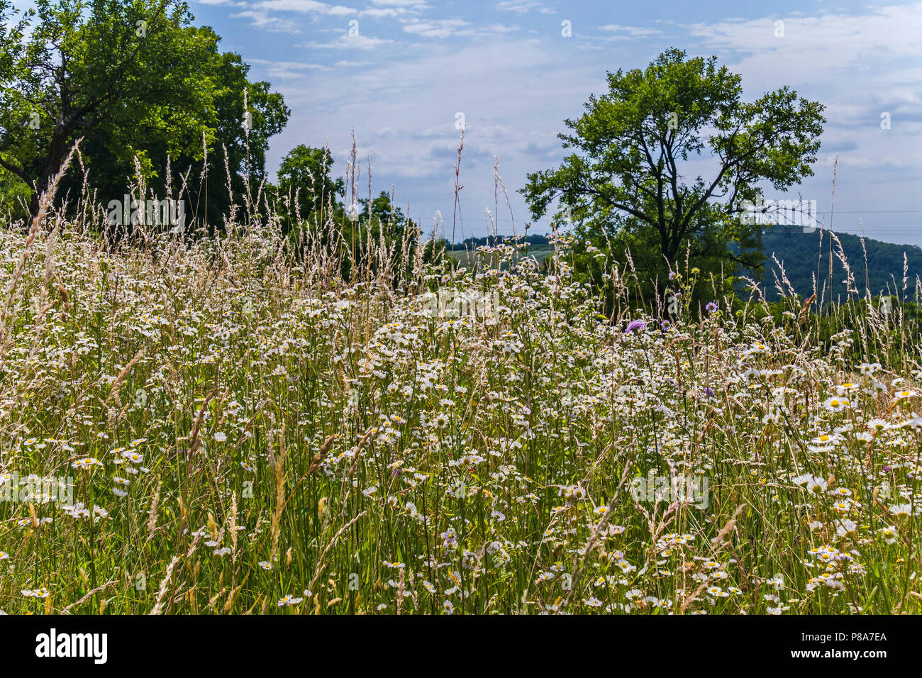 Tutto il campo è punteggiato da piccoli fiori di camomilla. E voglio andare su di essa . Per il vostro design Foto Stock