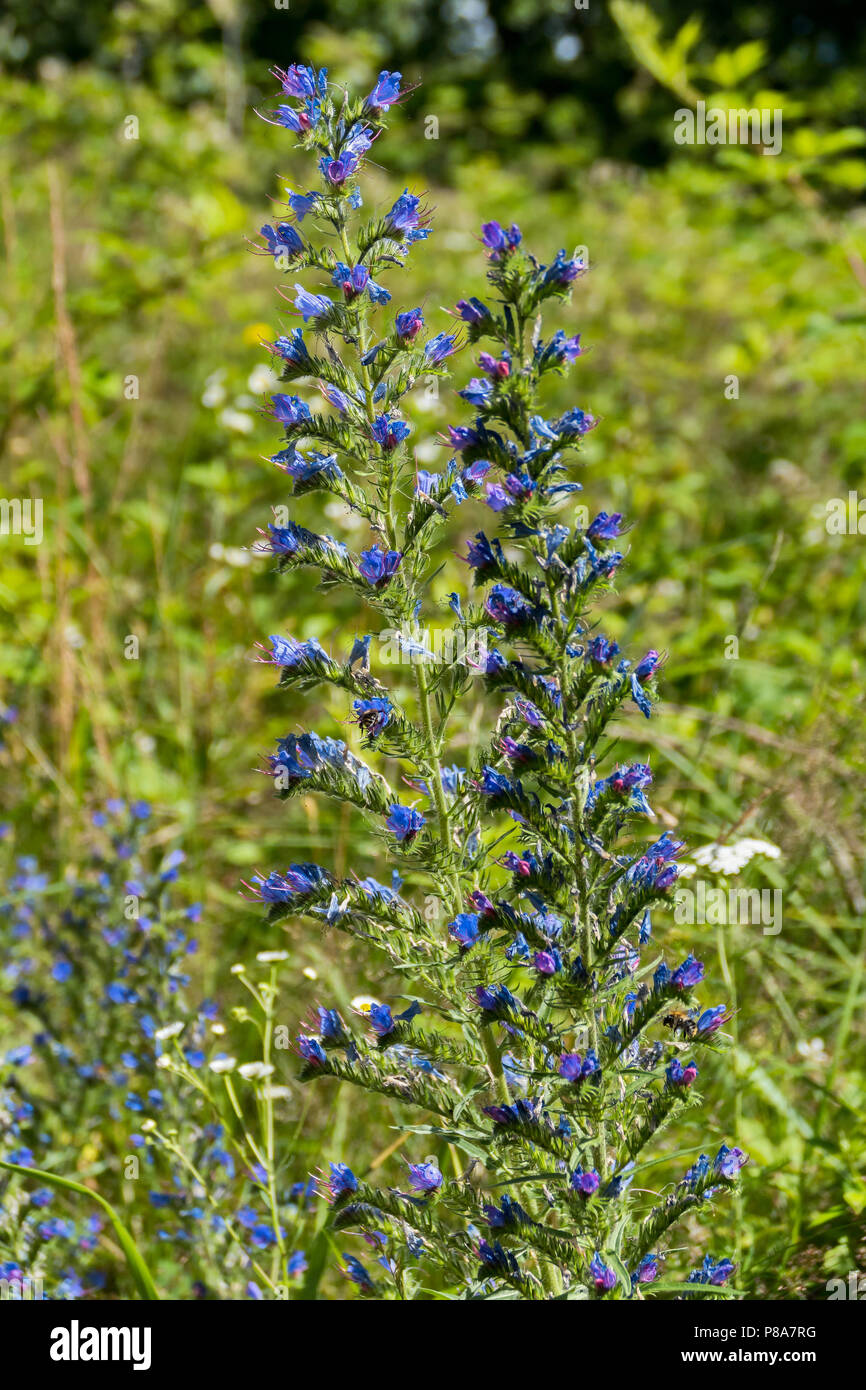 Alta steli verdi con piccoli fiori di campo blu. La semplicità di grazia e bellezza sono tutti insieme. . Per il vostro design Foto Stock