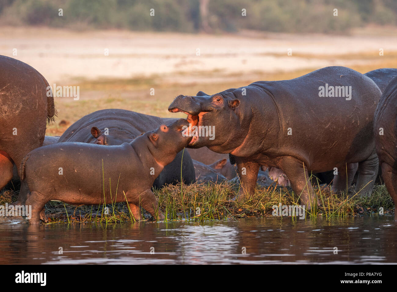 Ippopotami (Hippopotamus amphibius), il fiume Chobe, Botswana Foto Stock