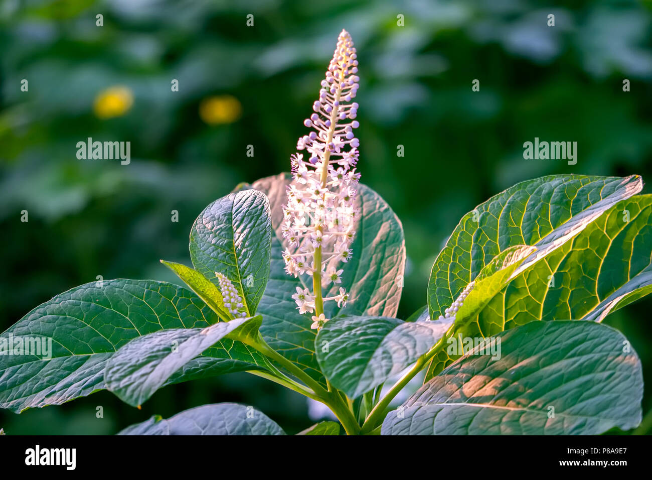 Una miniatura di aspetto fiore sbocciato candela contro lo sfondo della grande e vasta foglie . Per il vostro design Foto Stock