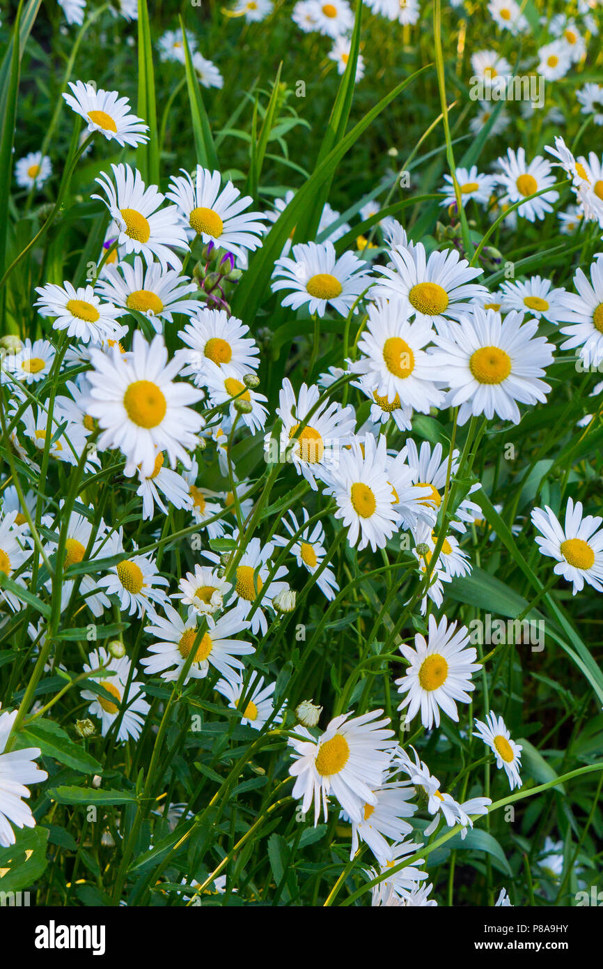Colore giallo-bianco bellezze di camomilla in agguato in erba alta . Per il vostro design Foto Stock