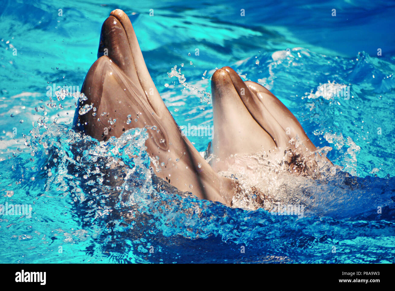 Bellissimi i mammiferi marini delfini turbolenza nella danza gli spruzzi di acqua . Per il vostro design Foto Stock