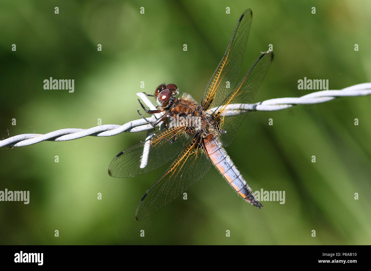 Unione scarse chaser dragonfly (Libellula Fulva) in primo piano Foto Stock