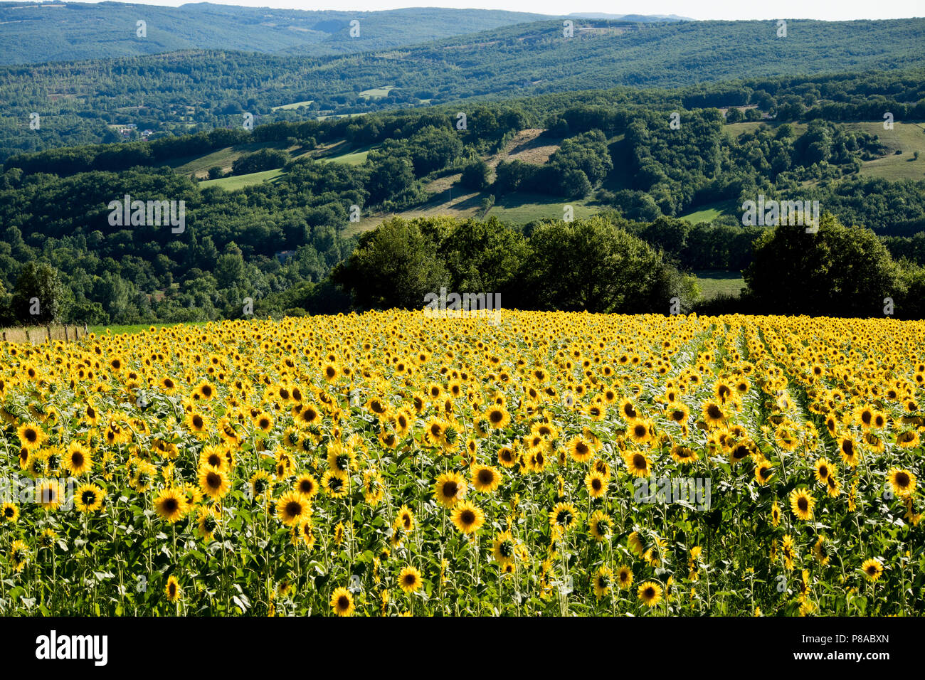 Campo di girasoli sopra il borgo di Dreuilhe, Varen, TarVarenn et Garonne, Occitanie, Francia Foto Stock