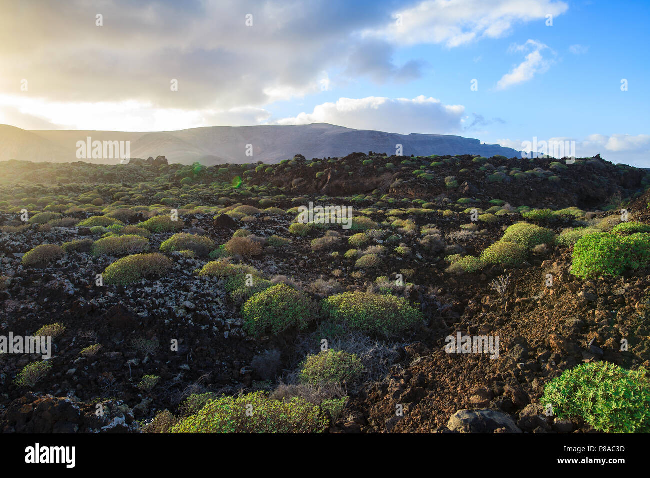 Lanzarote unico paesaggio con campo di lava coperto di piante. La natura dello sfondo. Isole Canarie, Spagna. Foto Stock