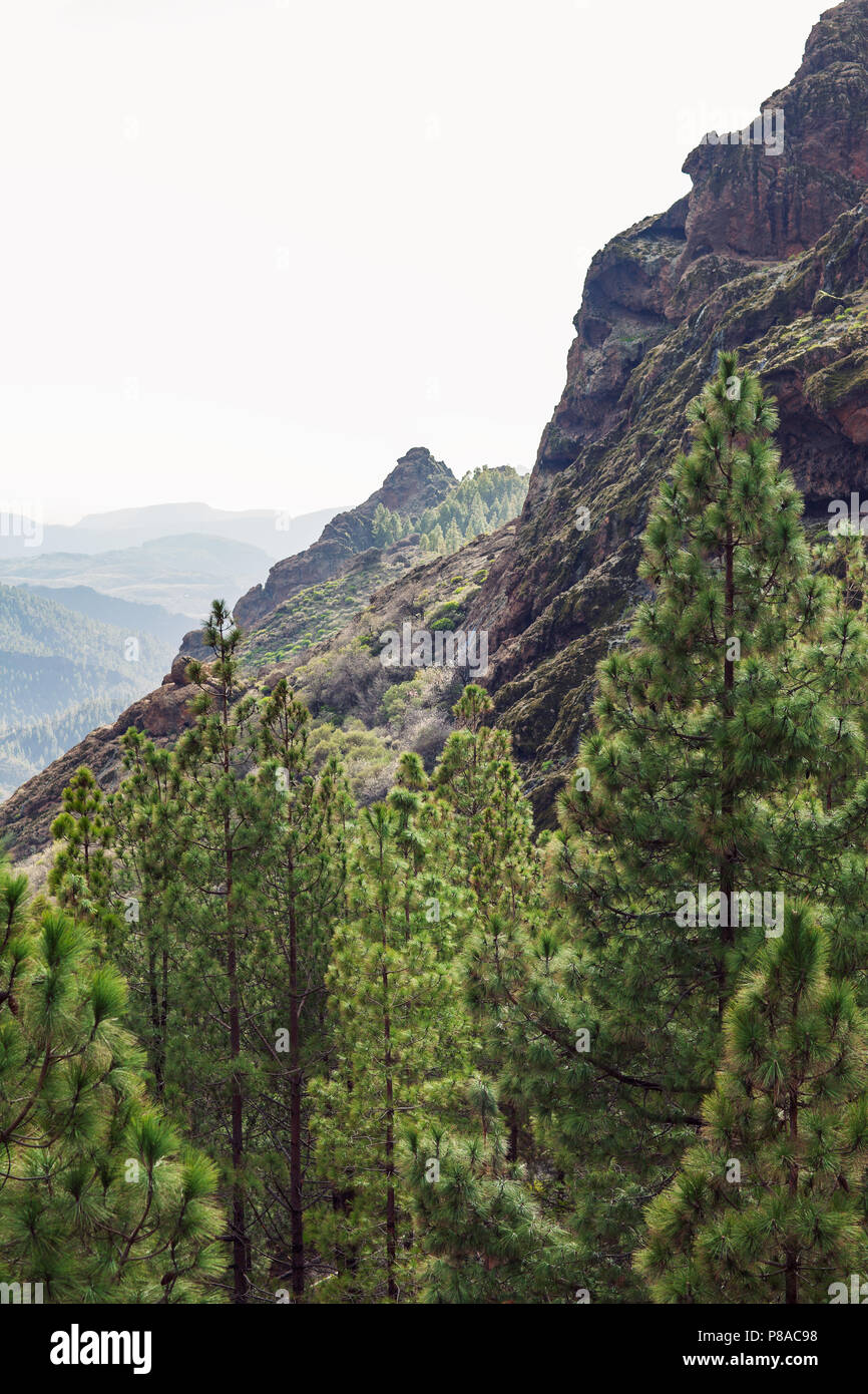 Bellissimo paesaggio della foresta di conifere sul pendio montano backround. Gran Canaria natura, Isole canarie, Spagna Foto Stock