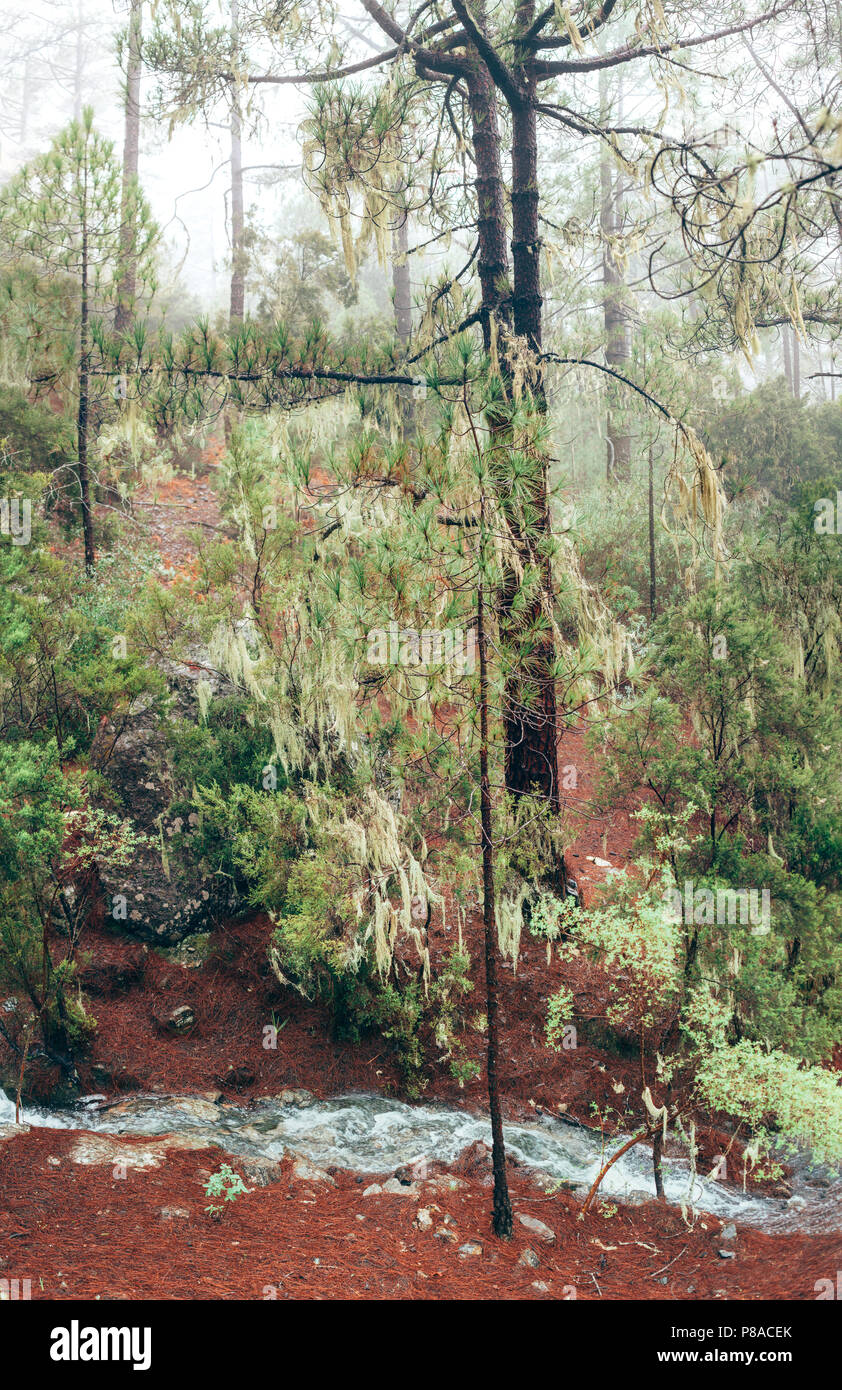 Mountain Creek in una foresta di conifere in Gran Canaria Isole Canarie Spagna. Sullo sfondo della natura Foto Stock