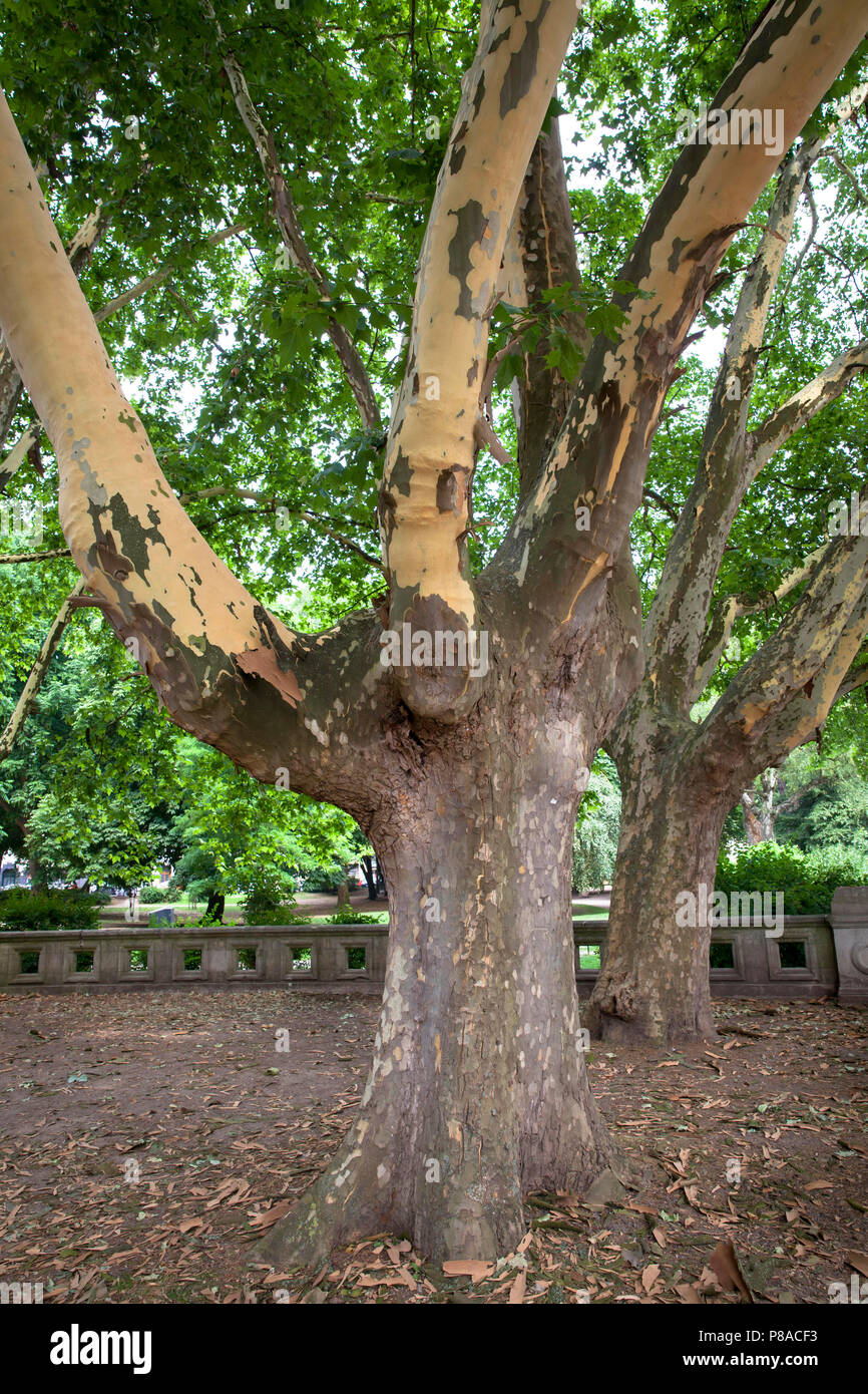 Germania, Colonia, platani (Platanus) nel Roemerpark, corteccia. Deutschland, Koeln, Platanen (platanus) Roemerpark im, abplatzende Rinde. Foto Stock