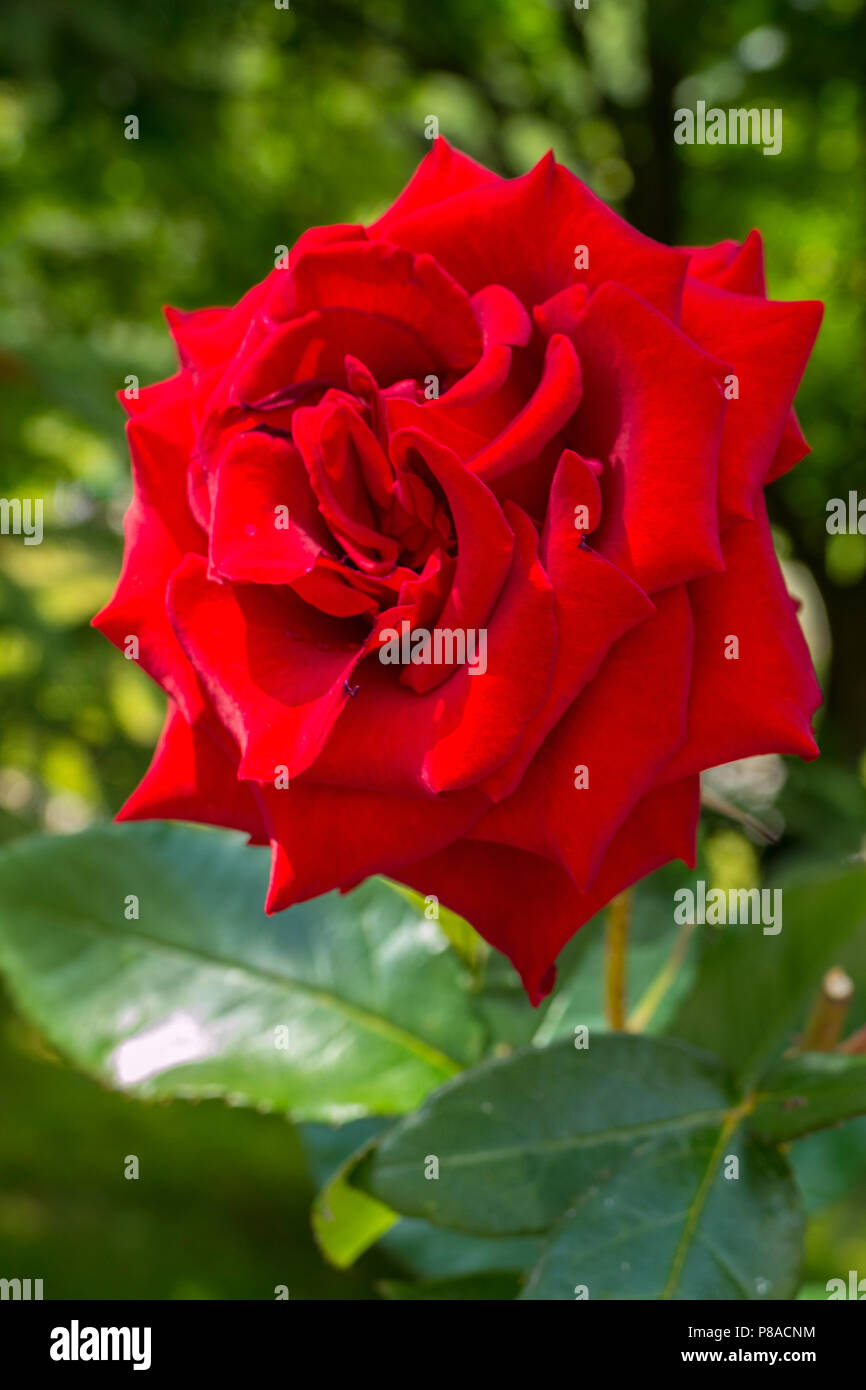 Raffinata con bella petali, una rosa rossa. Un fiore trasudato una piacevole fragranza che sarà un ornamento di qualsiasi bouquet. . Per il vostro design Foto Stock