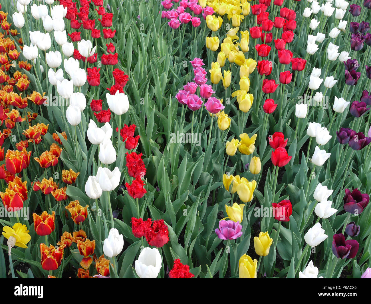 Eleganti tulipani seduta in righe nel fiore-room bianco giallo rosso borgogna rosa rosso infuocato incredibile bellezza . Per il vostro design Foto Stock