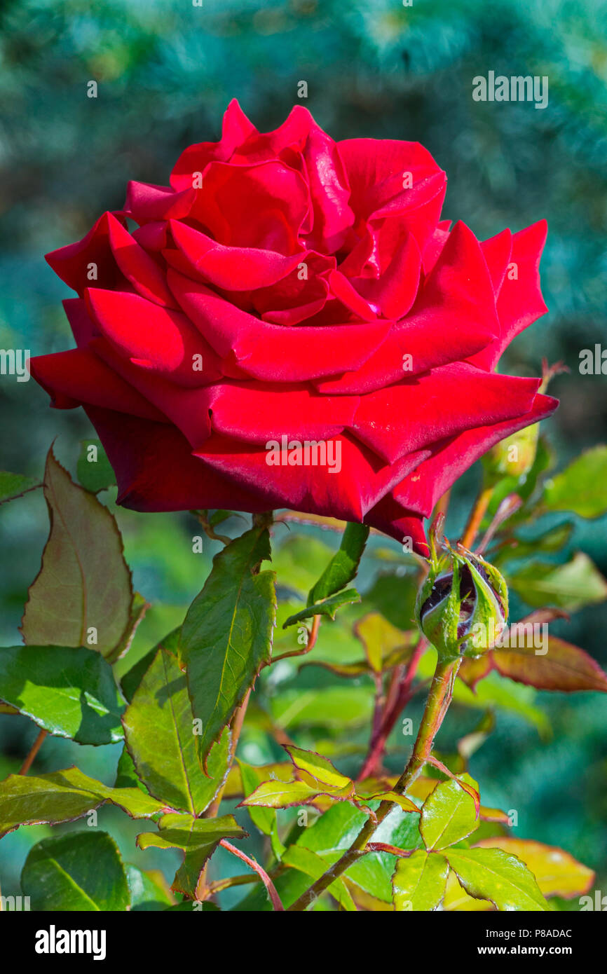 Un pieno, rosa luminoso di colore rosso con succosa, petali di velluto e  spine spinoso . Per il vostro design Foto stock - Alamy, image size:866x1390