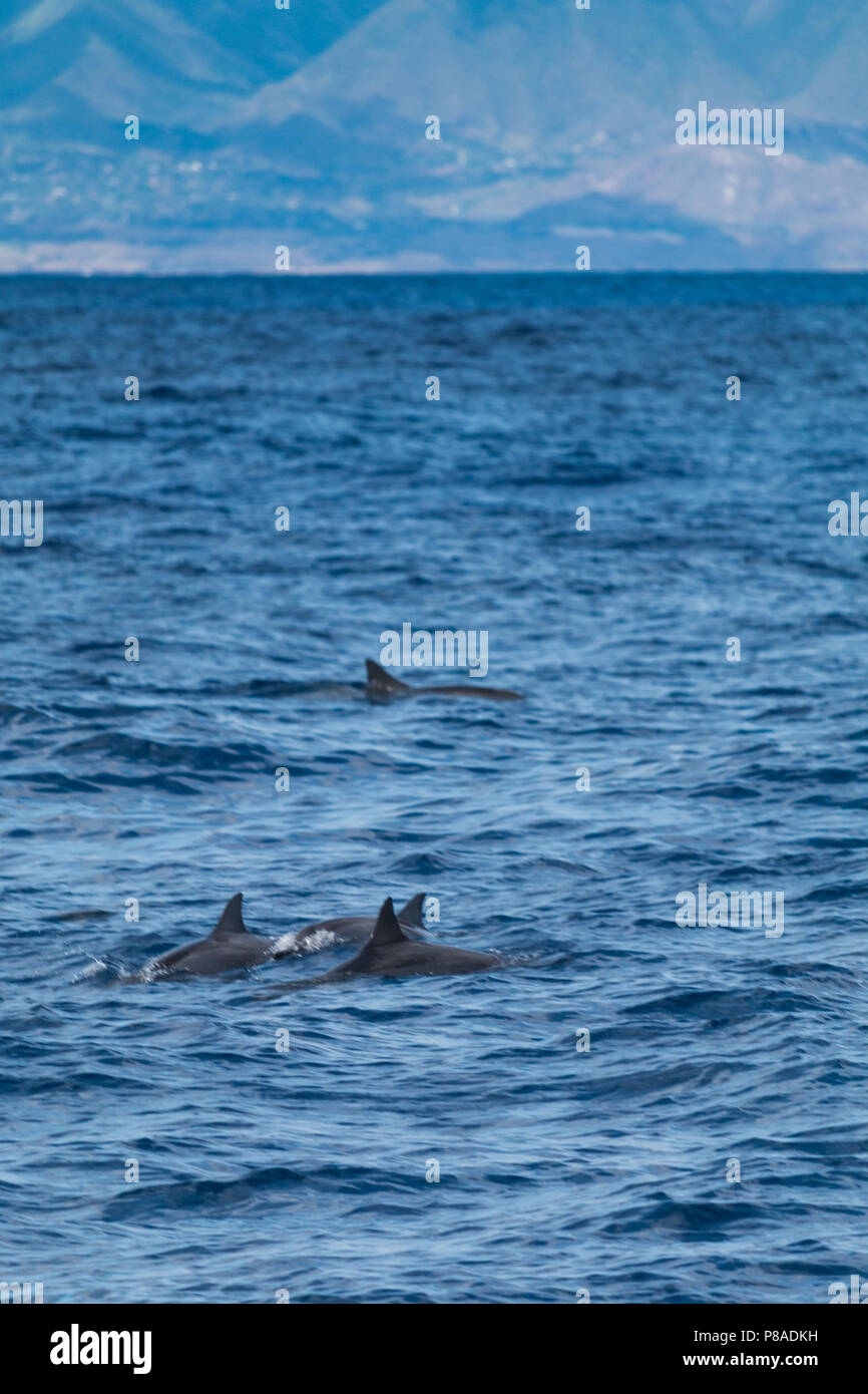 Wild Hawaiian Spinner delfini Stenella longirostris, nuotano liberamente al largo della costa della Lana'i. Montagne di West Maui in distanza. Foto Stock