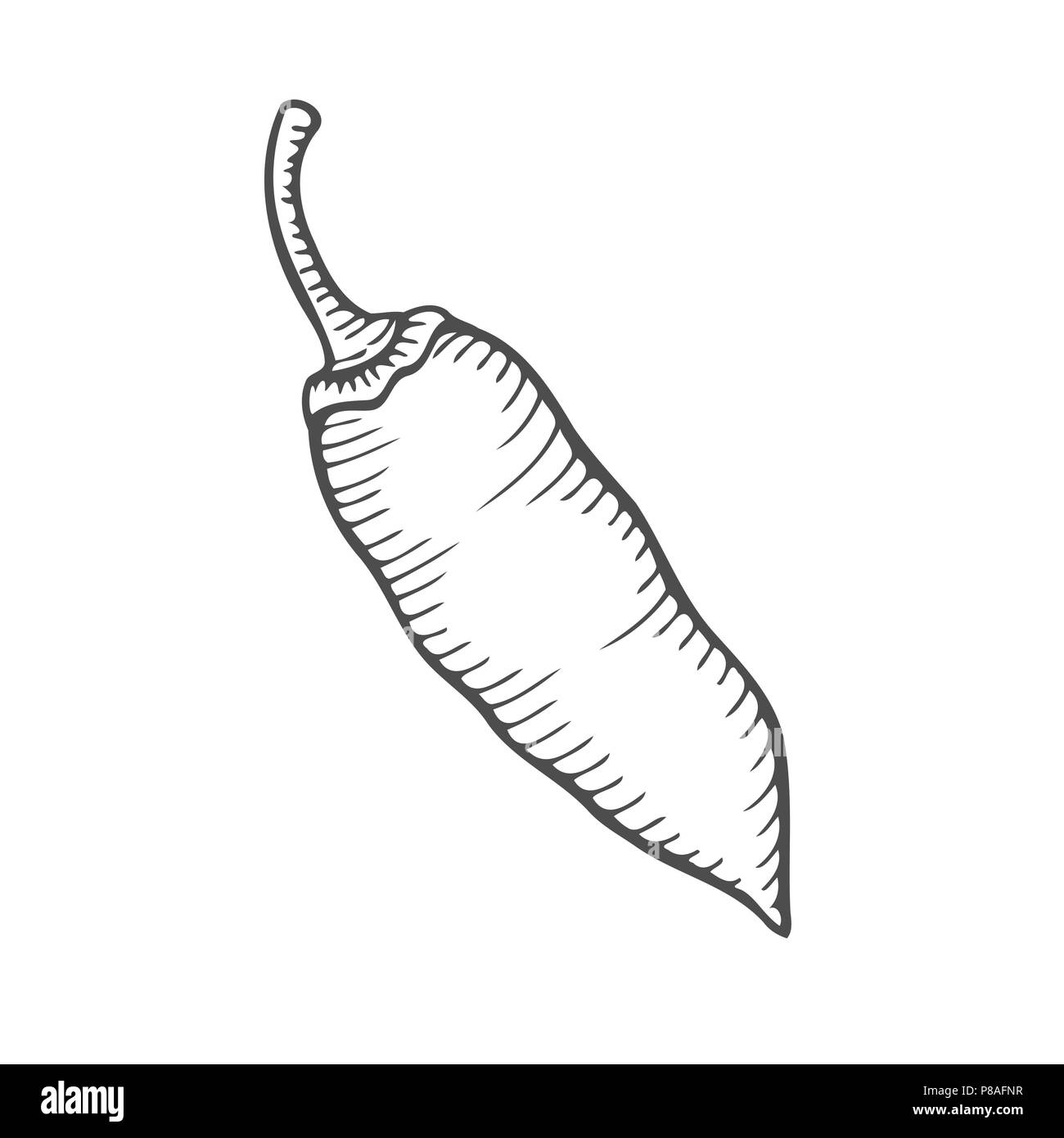 Peperoncino il peperoncino vettore disegnati a mano illustrazione. Fresche biologiche vegetali, in stile inciso. Dettagliato disegno di cibo. Ottimo per etichetta, poster, stampa. i Illustrazione Vettoriale