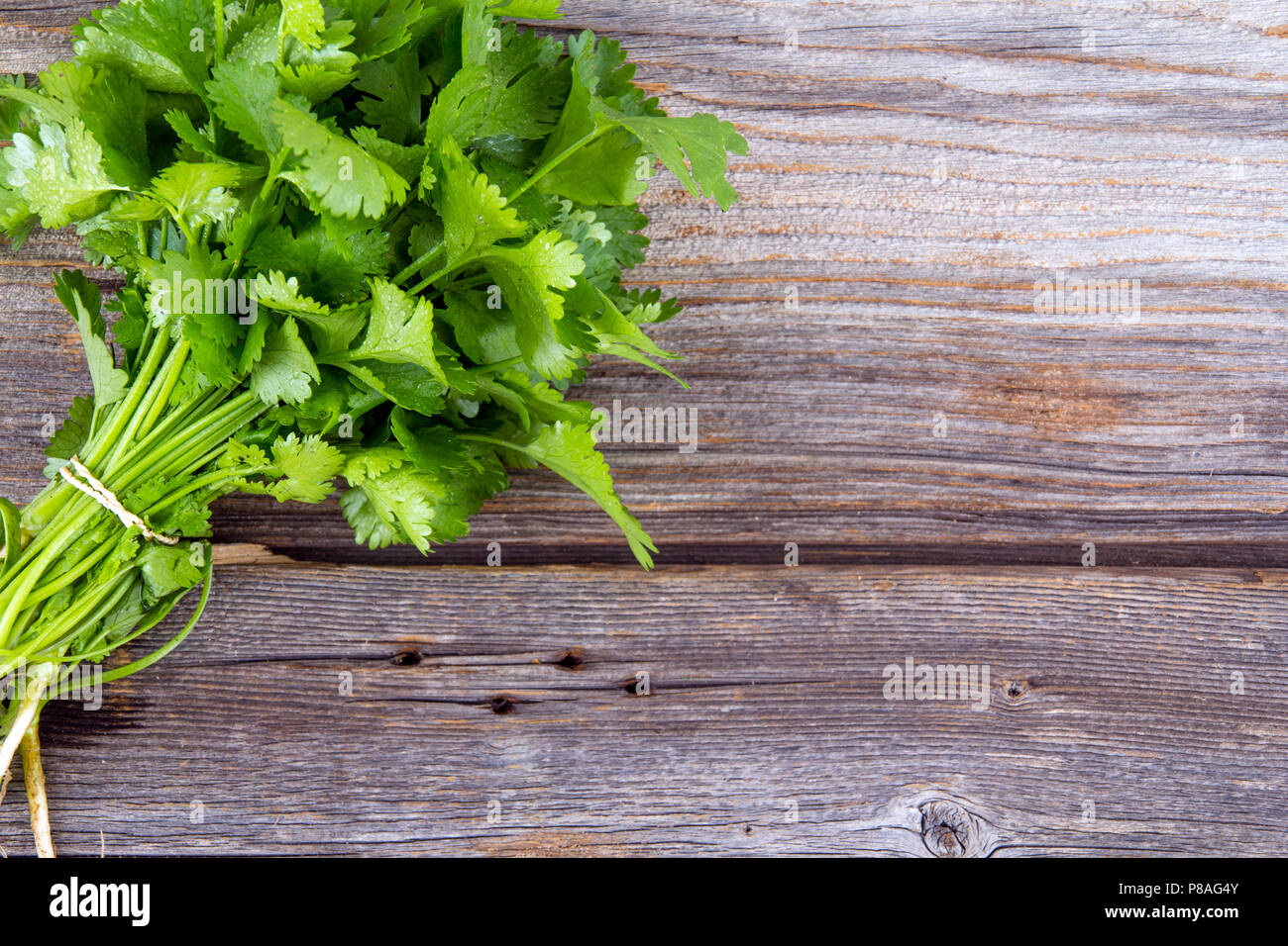 Il coriandolo fresco o cilantro bouquet sul vecchio tavolo in legno Foto Stock