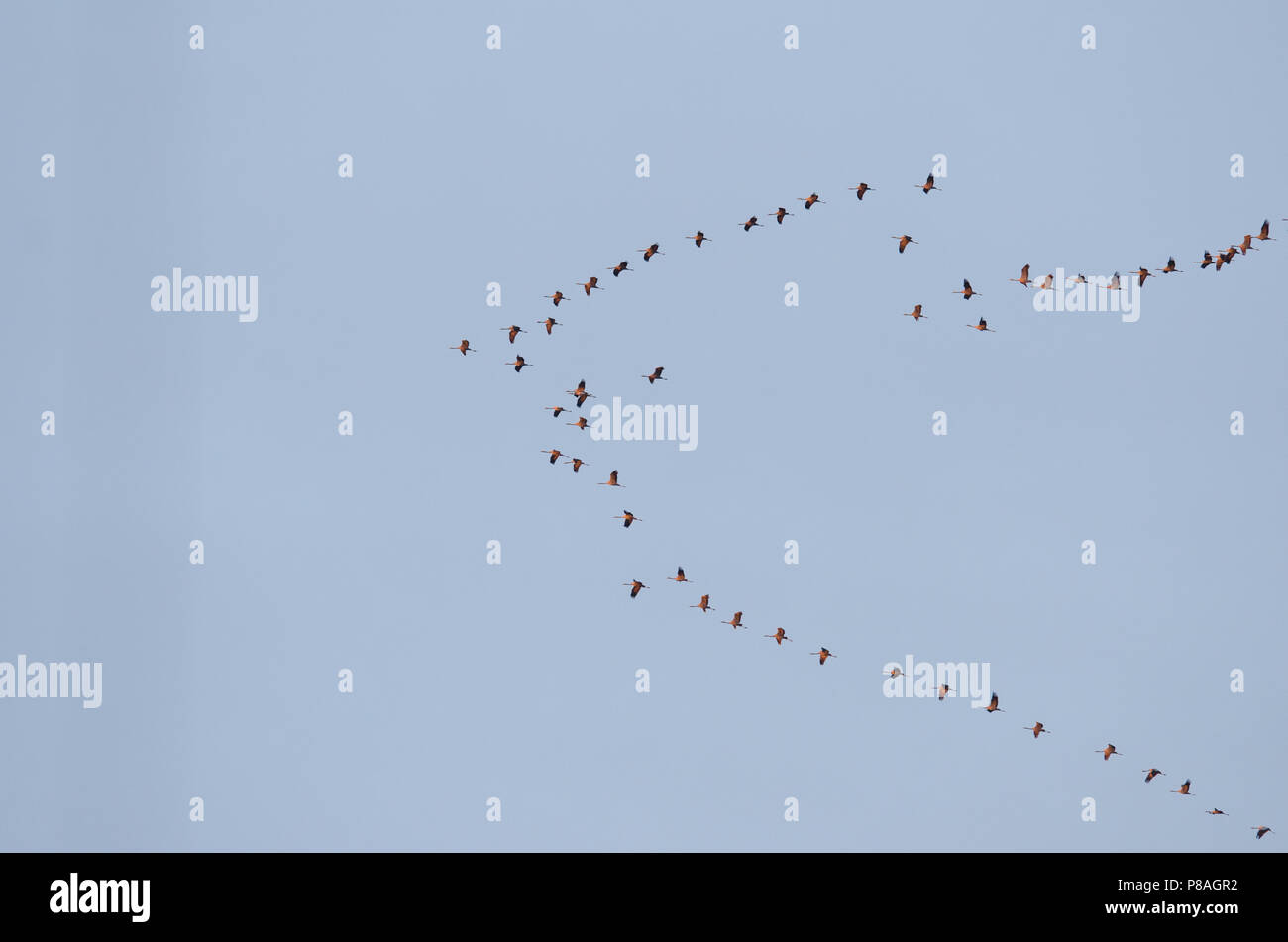 Stormo di uccelli in volo Foto Stock
