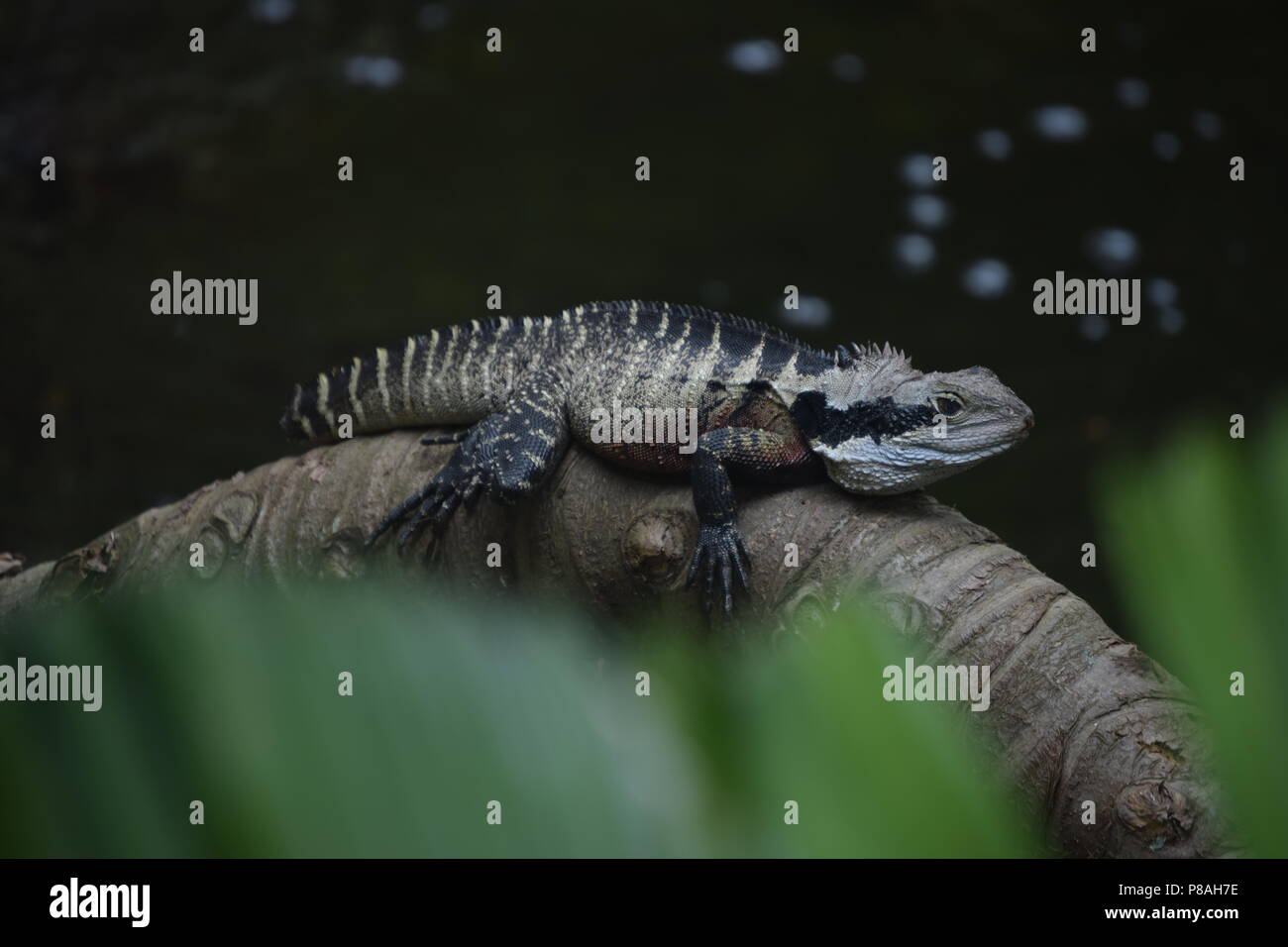 Fotografia degli animali Foto Stock