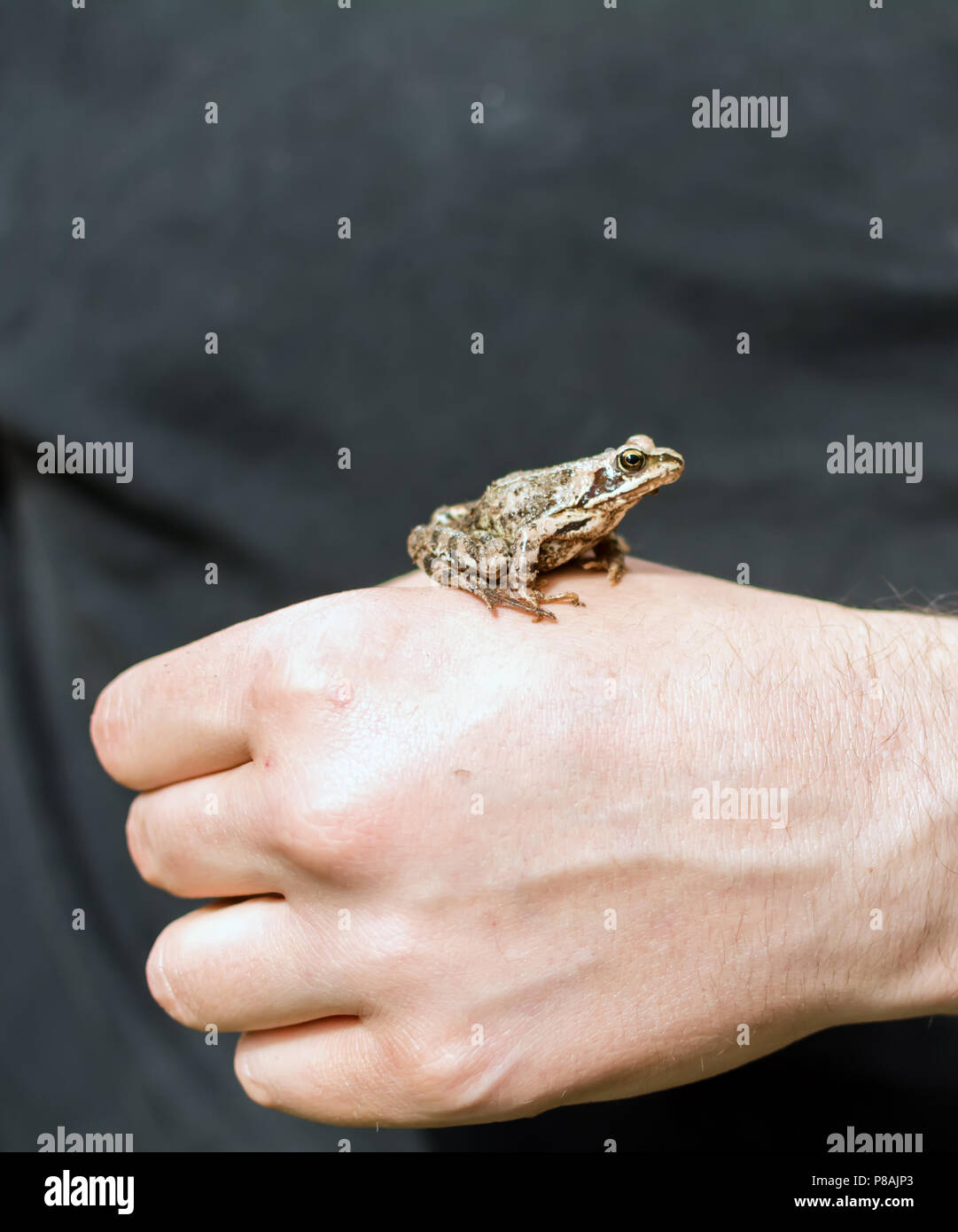 Slim, marrone rossastro Moor frog (Rana arvalis) seduto su una mano d'uomo. Questo semiaquatic anfibi è un membro della famiglia ranidi, o vero rane. Foto Stock